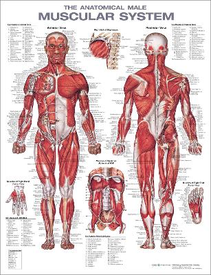 Muscular system Male 2e laminated poster