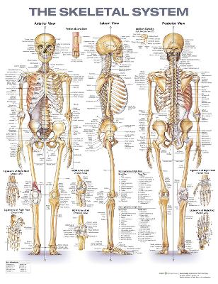 Skeletal system 2e laminated poster